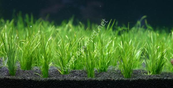 Lilaeopsis mauritiana BUKET