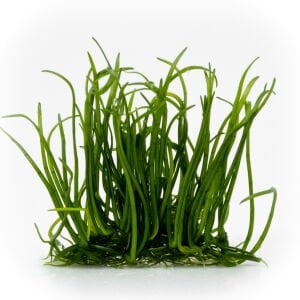 Lilaeopsis mauritiana EXVITRO