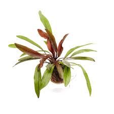 Echinodorus red rubin narrow leaf - ÖN SİPARİŞ