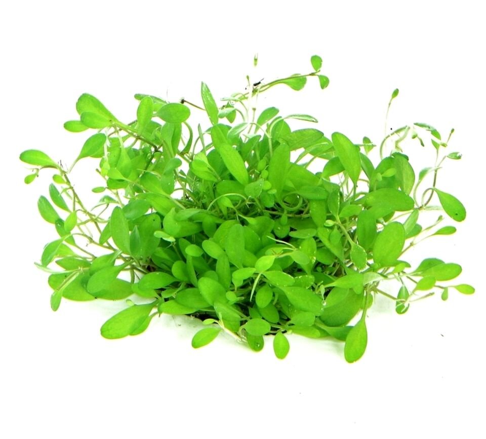 Dennerle Plants - Glossostigma elatinoides PLANTIT! In Vitro Cup