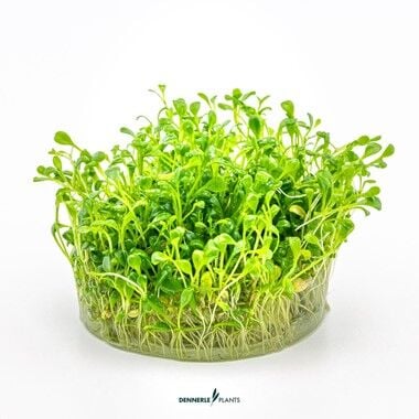 Dennerle Plants - Glossostigma elatinoides PLANTIT! In Vitro Cup