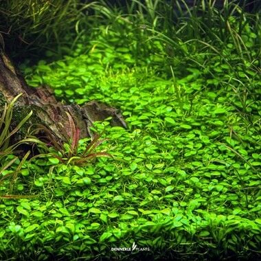 Dennerle Plants - Glossostigma elatinoides PLANTIT! In Vitro Cup