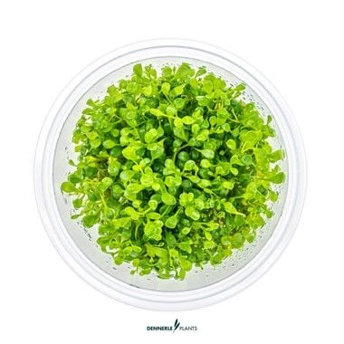 Dennerle Plants - Glossostigma elatinoides PLANTIT! In Vitro Cup