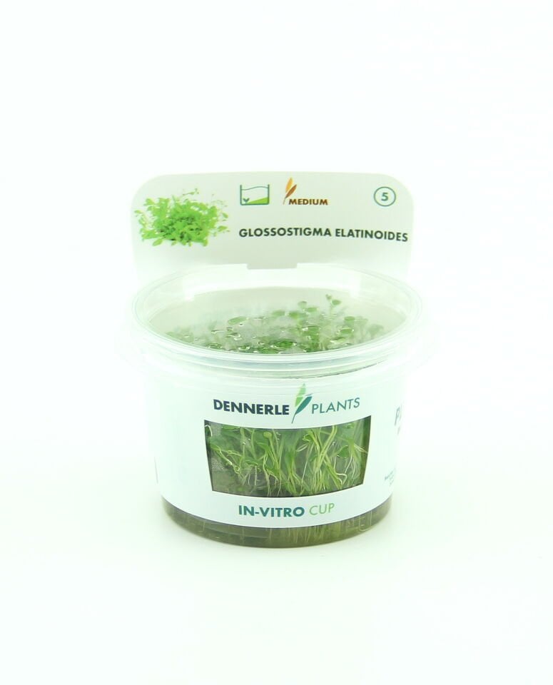 Dennerle Plants - Glossostigma elatinoides PLANTIT! In Vitro Cup