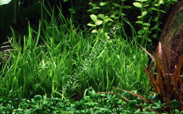 Lilaeopsis mauritiana EXVITRO