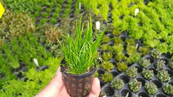 Lilaeopsis mauritiana EXVITRO