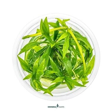 Dennerle Plants - Helanthium bolivianum Quadricostatus PLANTIT! In Vitro Cup