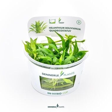 Dennerle Plants - Helanthium bolivianum Quadricostatus PLANTIT! In Vitro Cup