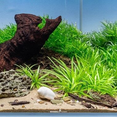 Dennerle Plants - Helanthium bolivianum Quadricostatus PLANTIT! In Vitro Cup