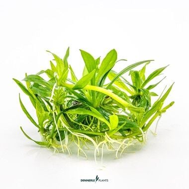 Dennerle Plants - Helanthium bolivianum Quadricostatus PLANTIT! In Vitro Cup