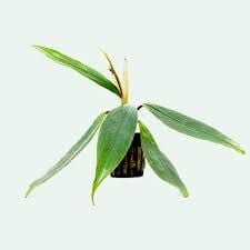 Bucephalandra goliath ADET ÖN SİPARİŞ