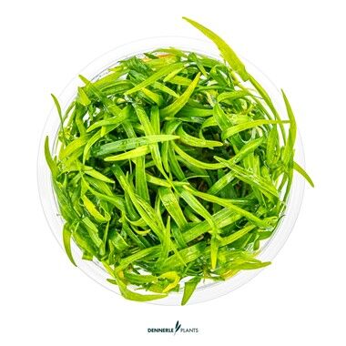 Dennerle Plants - Helanthium tenellum Broad Leaf PLANTIT! In Vitro Cup