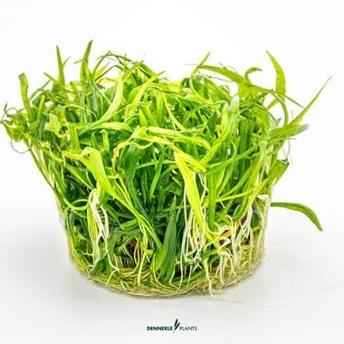 Dennerle Plants - Helanthium tenellum Broad Leaf PLANTIT! In Vitro Cup