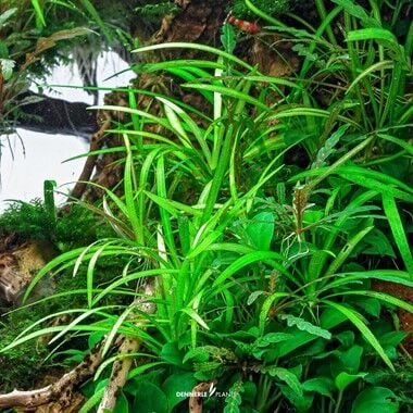 Dennerle Plants - Helanthium tenellum Broad Leaf PLANTIT! In Vitro Cup