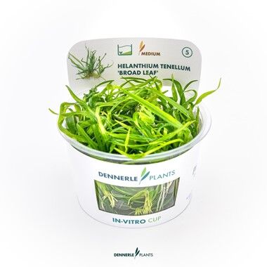 Dennerle Plants - Helanthium tenellum Broad Leaf PLANTIT! In Vitro Cup