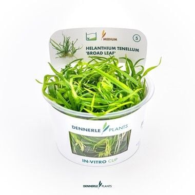 Dennerle Plants - Helanthium tenellum Broad Leaf PLANTIT! In Vitro Cup