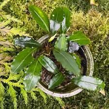Bucephalandra green afika ADET İTHAL
