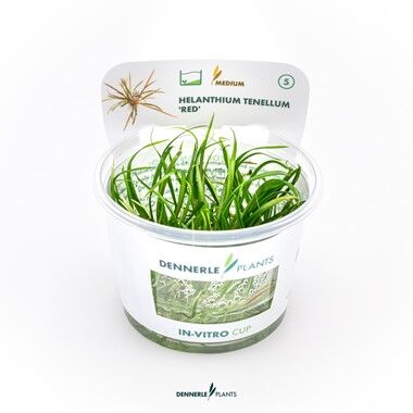 Dennerle Plants - Helanthium tenellum Red PLANTIT! In Vitro Cup
