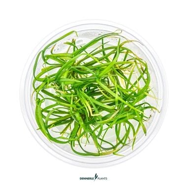 Dennerle Plants - Helanthium tenellum Red PLANTIT! In Vitro Cup