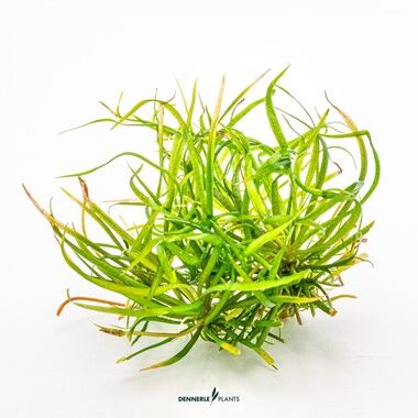 Dennerle Plants - Helanthium tenellum Red PLANTIT! In Vitro Cup