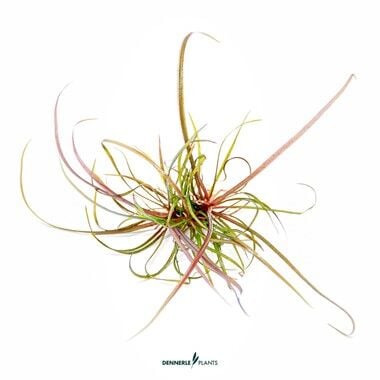 Dennerle Plants - Helanthium tenellum Red PLANTIT! In Vitro Cup