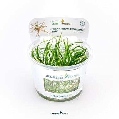 Dennerle Plants - Helanthium tenellum Red PLANTIT! In Vitro Cup
