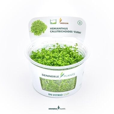 Dennerle Plants - Hemianthus callitrichoides Cuba PLANTIT! In Vitro Cup