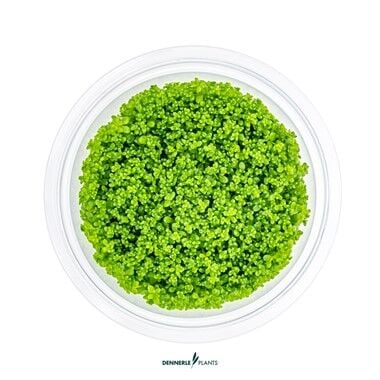 Dennerle Plants - Hemianthus callitrichoides Cuba PLANTIT! In Vitro Cup