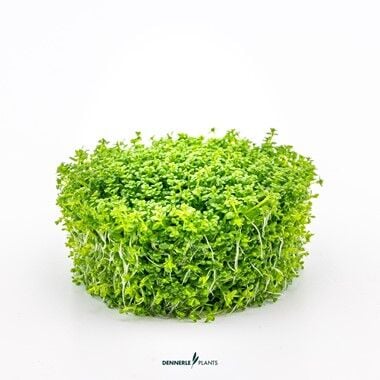Dennerle Plants - Hemianthus callitrichoides Cuba PLANTIT! In Vitro Cup