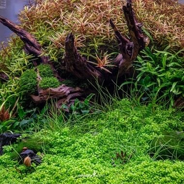 Dennerle Plants - Hemianthus callitrichoides Cuba PLANTIT! In Vitro Cup