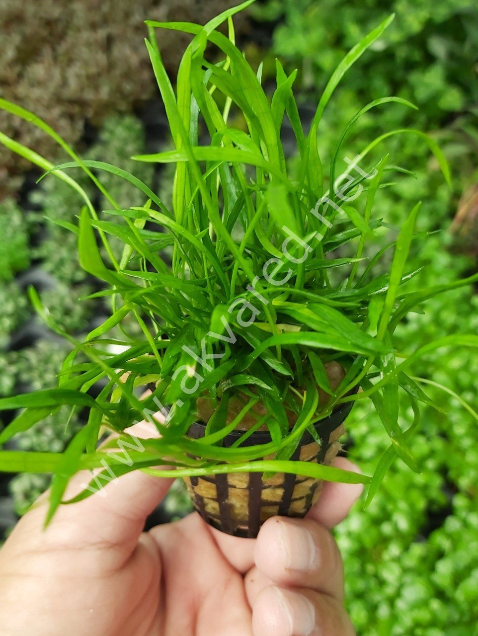 Lilaeopsis novaezelandiae BUKET