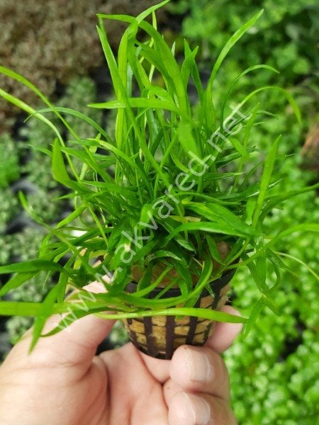 Lilaeopsis novaezelandiae BUKET 