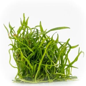 Lilaeopsis novaezelandiae EXVITRO