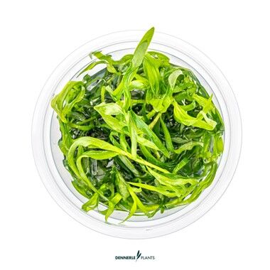 Dennerle Plants - Heteranthera zosterifolia PLANTIT! In Vitro Cup
