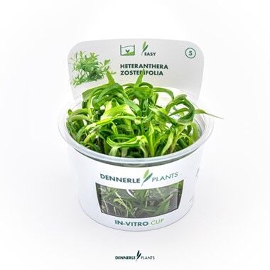 Dennerle Plants - Heteranthera zosterifolia PLANTIT! In Vitro Cup