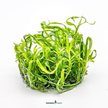 Dennerle Plants - Heteranthera zosterifolia PLANTIT! In Vitro Cup