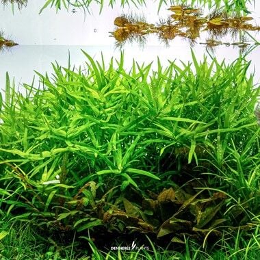 Dennerle Plants - Heteranthera zosterifolia PLANTIT! In Vitro Cup