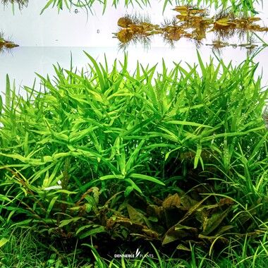 Dennerle Plants - Heteranthera zosterifolia PLANTIT! In Vitro Cup