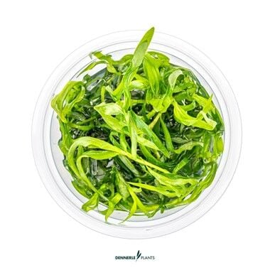 Dennerle Plants - Heteranthera zosterifolia PLANTIT! In Vitro Cup
