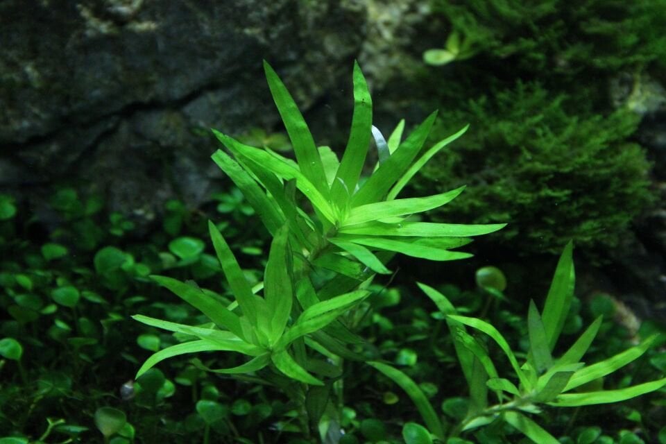 Dennerle Plants - Heteranthera zosterifolia PLANTIT! In Vitro Cup