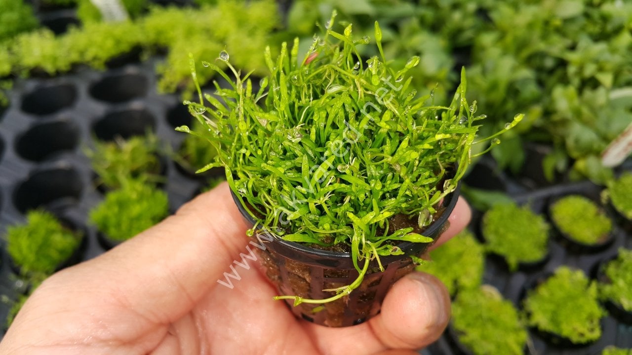 Lilaeopsis novaezelandiae EXVITRO