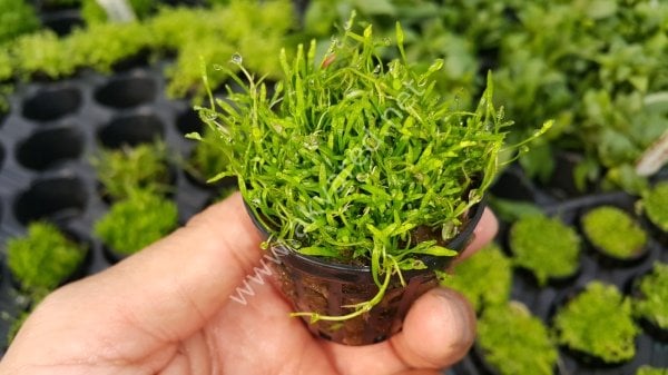 Lilaeopsis novaezelandiae EXVITRO