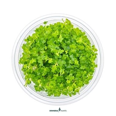 Dennerle Plants - Hydrocotyle tripartita Mini PLANTIT! In Vitro Cup
