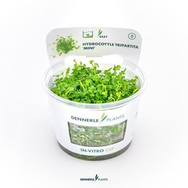 Dennerle Plants - Hydrocotyle tripartita Mini PLANTIT! In Vitro Cup