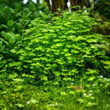 Dennerle Plants - Hydrocotyle tripartita Mini PLANTIT! In Vitro Cup