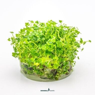 Dennerle Plants - Hydrocotyle tripartita Mini PLANTIT! In Vitro Cup