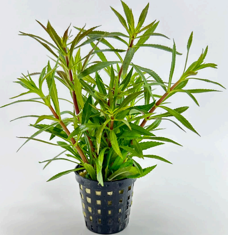 Limnophila hippuroides SAKSI