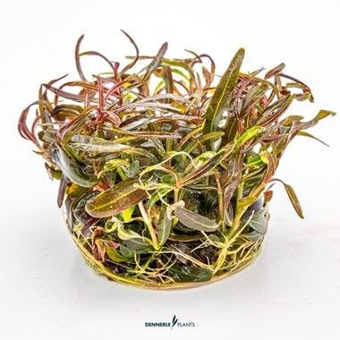 Dennerle Plants - Hygrophila lancea Araguaia PLANTIT! In Vitro Cup