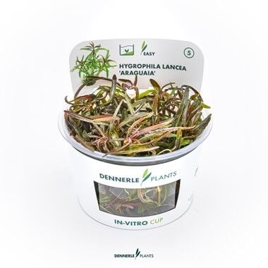 Dennerle Plants - Hygrophila lancea Araguaia PLANTIT! In Vitro Cup