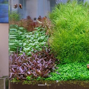 Dennerle Plants - Hygrophila lancea Araguaia PLANTIT! In Vitro Cup